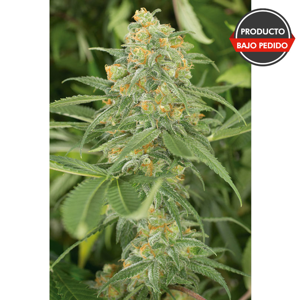 Green Crack