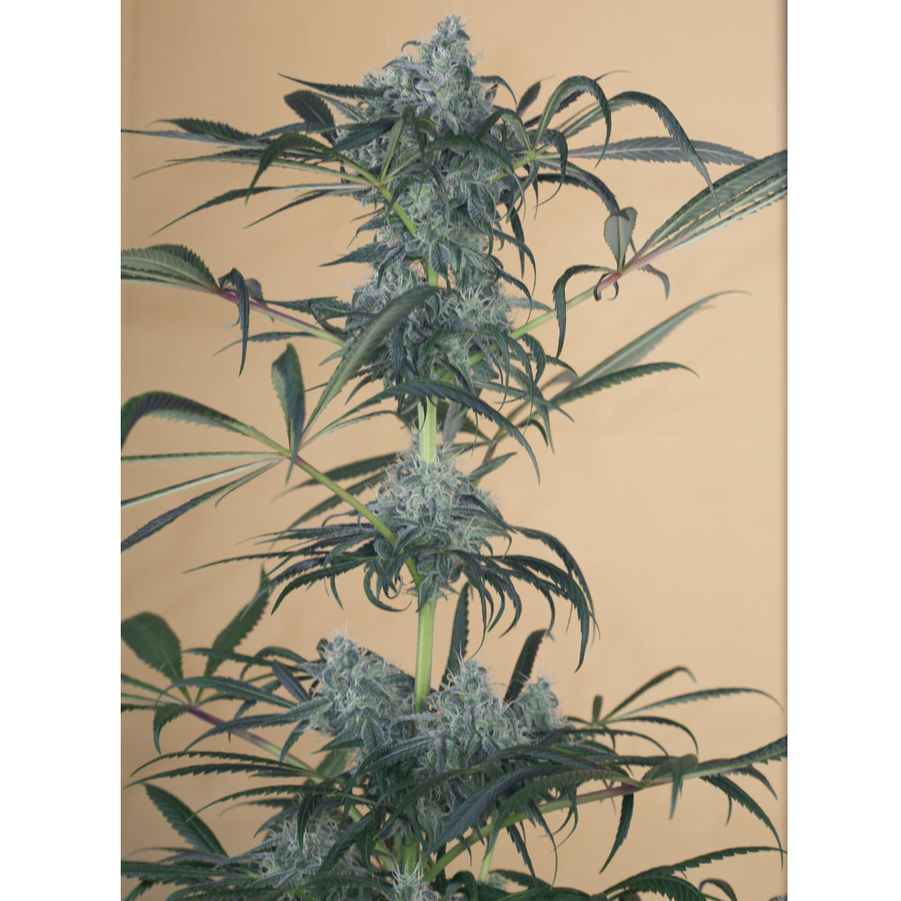 Green Crack CBD