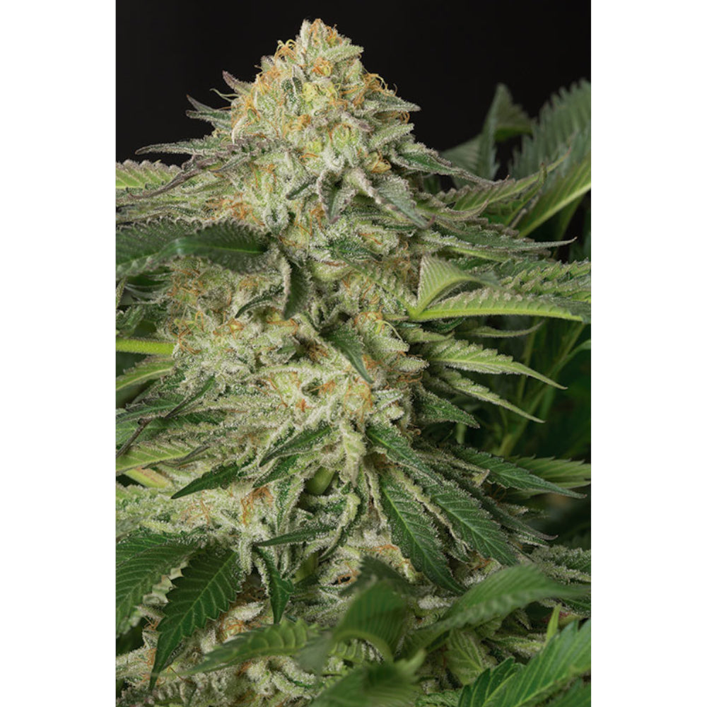 Lemon Garlic OG