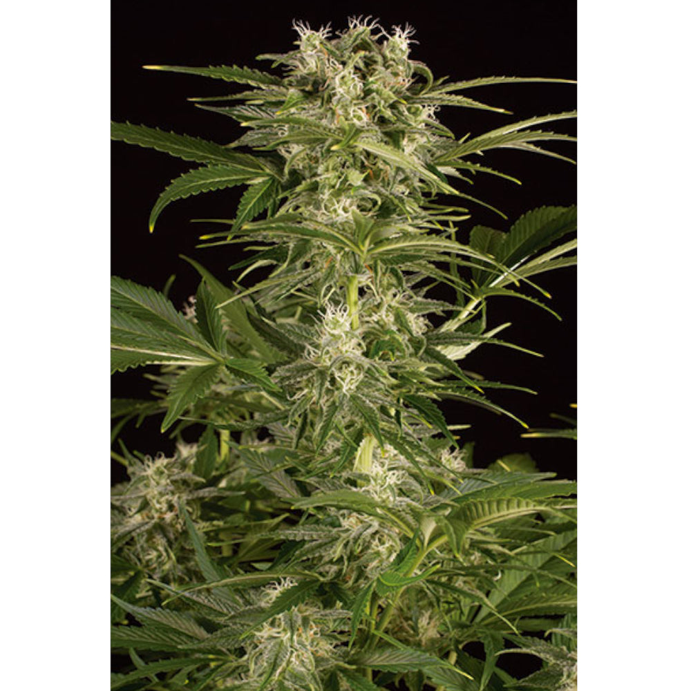 Lemon Juice Express Auto