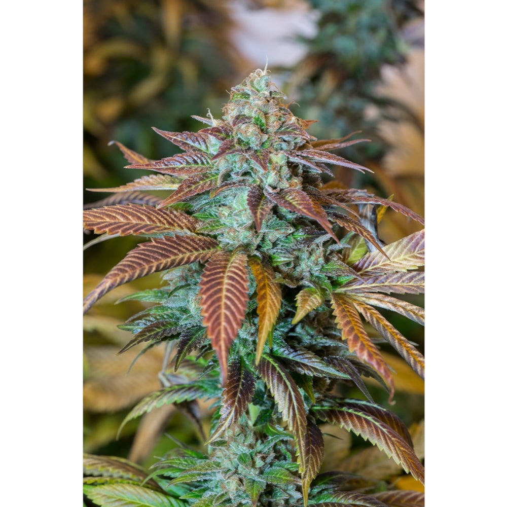 Lemon Kush Headband