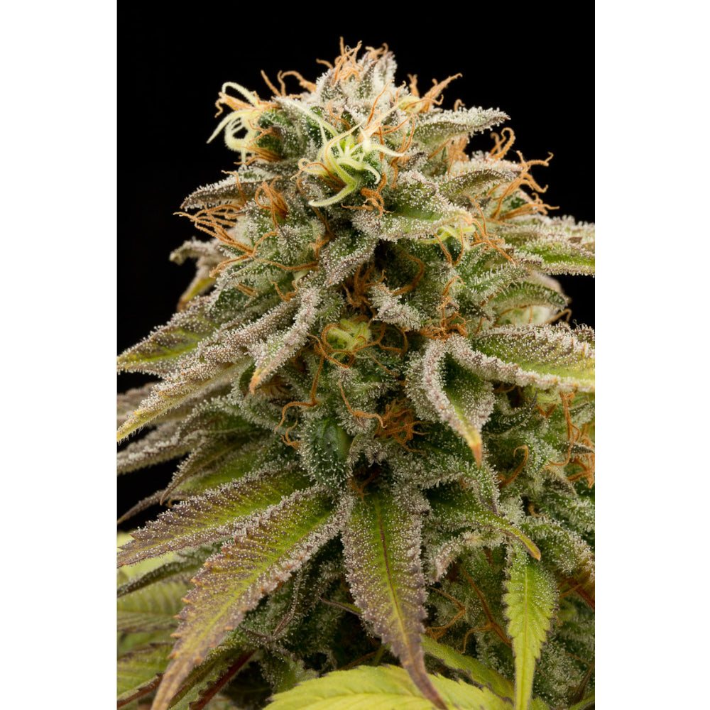 Lemon Thai Kush
