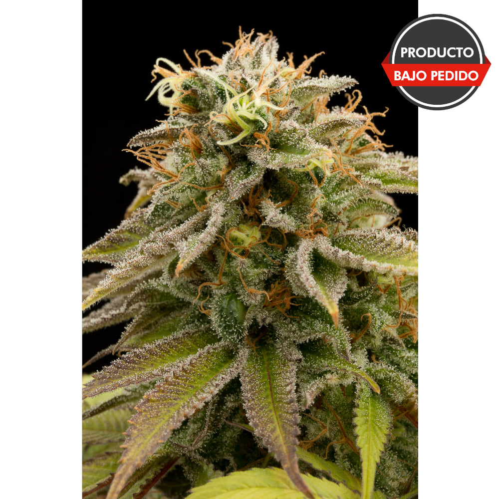 Lemon Thai Kush Regular