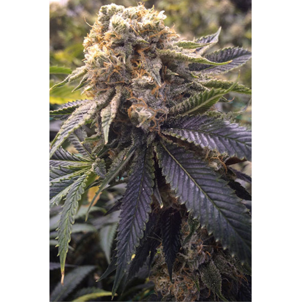 Lost Coast Hash Plant