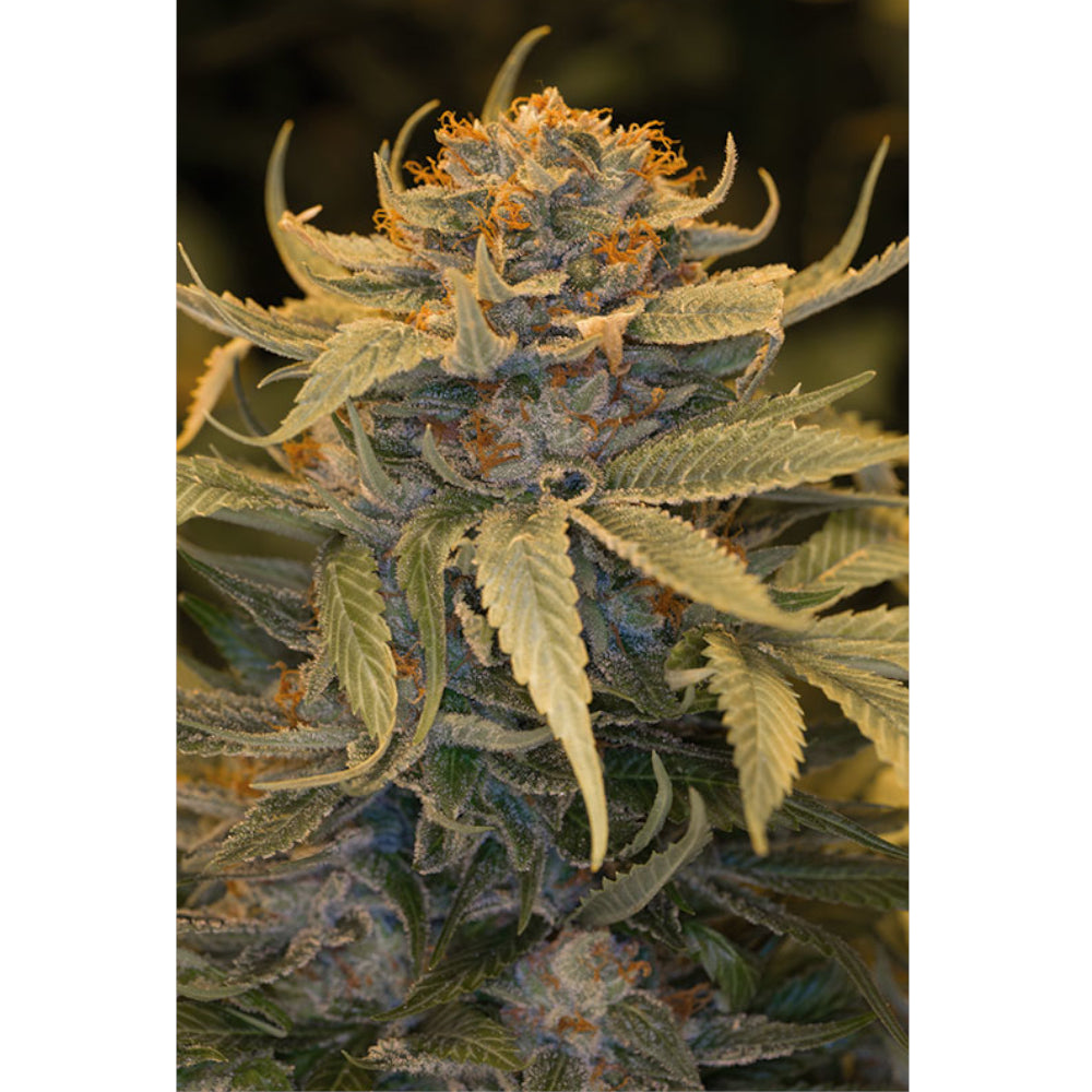 Lost Coast OG