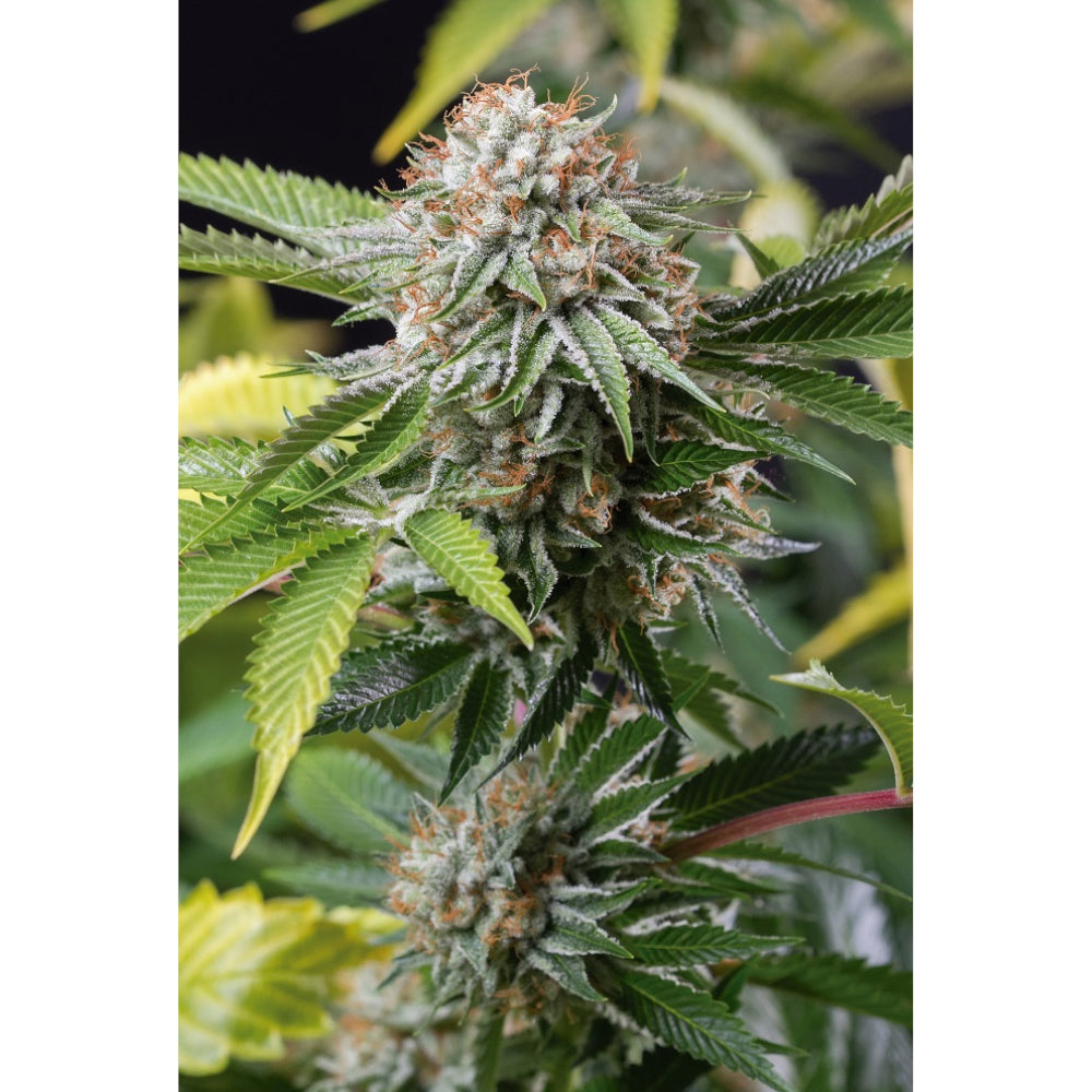 Mango Sapphire