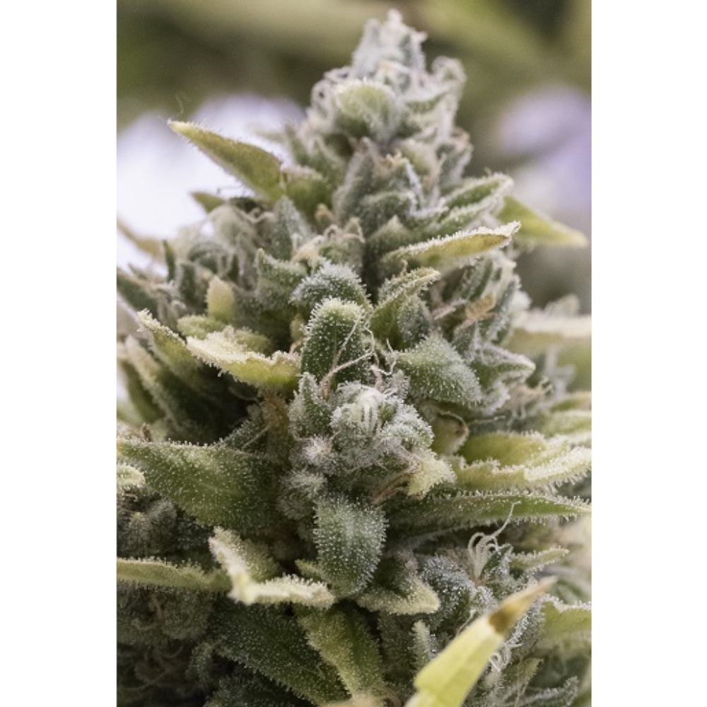 OG Kush Auto