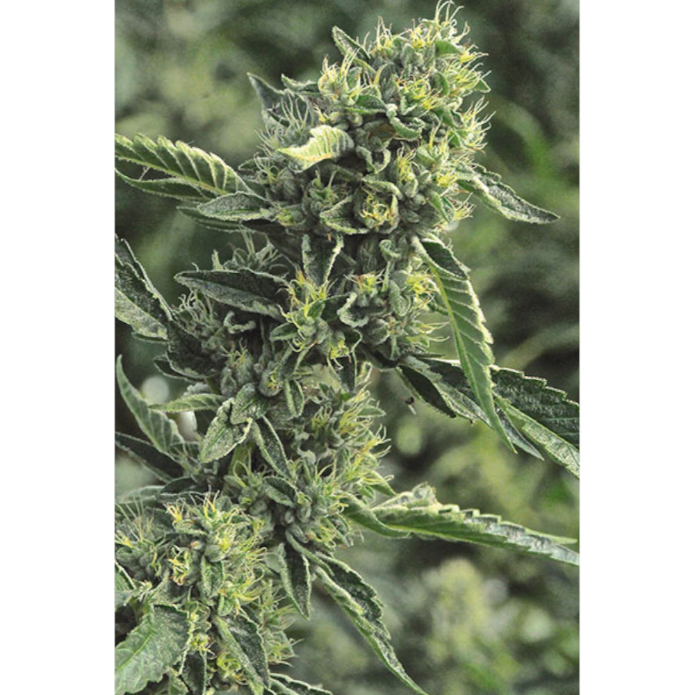 OG Kush Regular