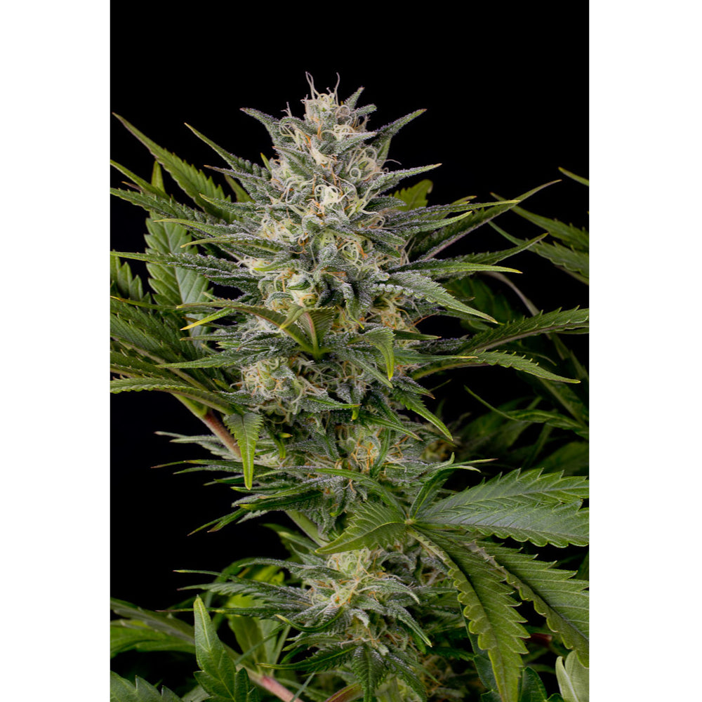 Pineapple Skunk