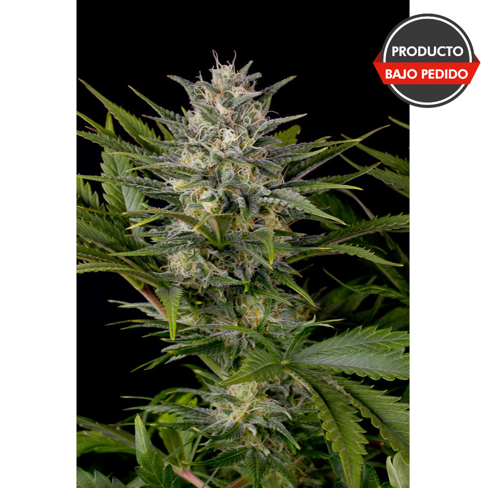 Pineapple Skunk Regular