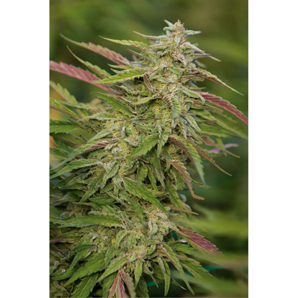 Purple Trainwreck
