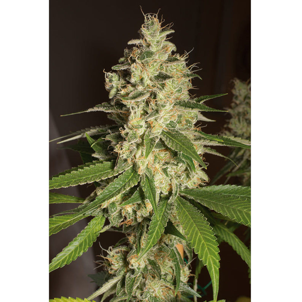 Raspberry Diesel
