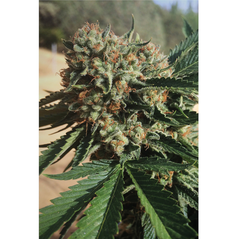Sapphire OG