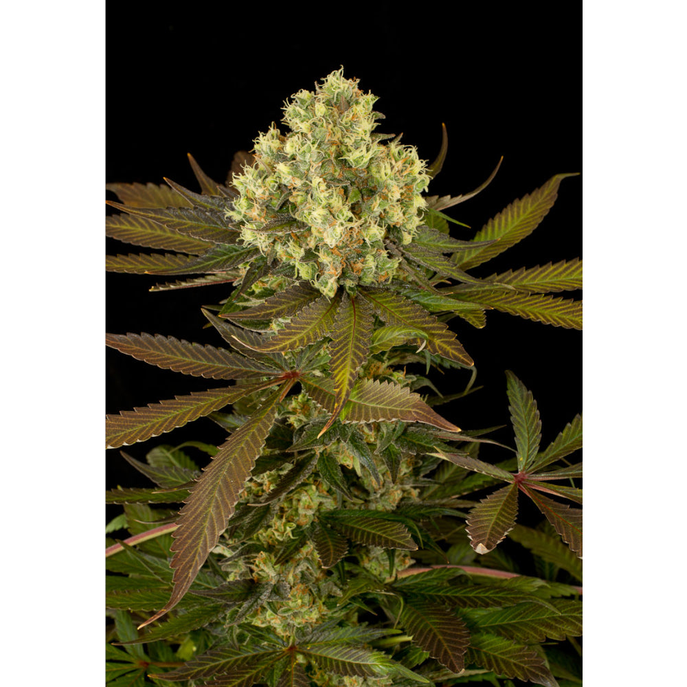 Sour Blueberry