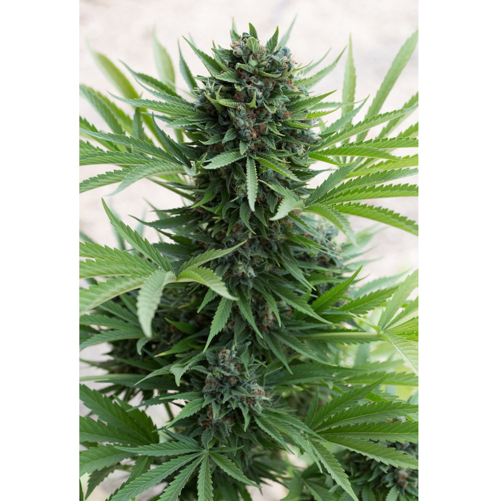 Sour Diesel No-2 Auto