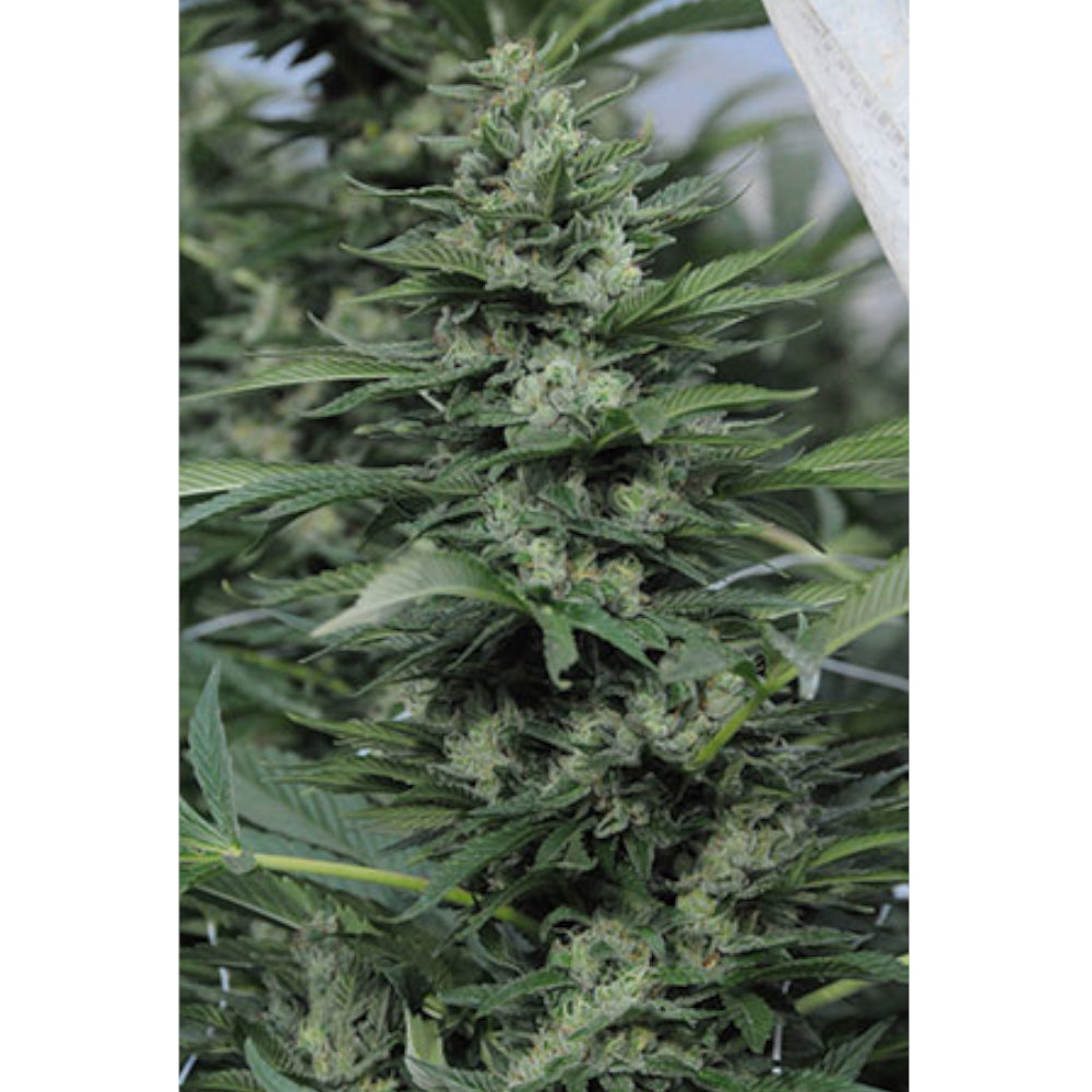 Sour Diesel No-2