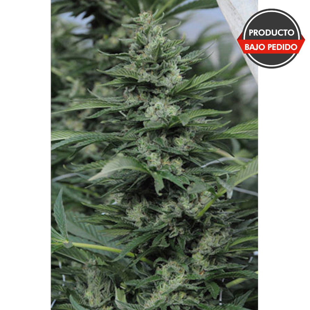 Sour Diesel No-2 Regular