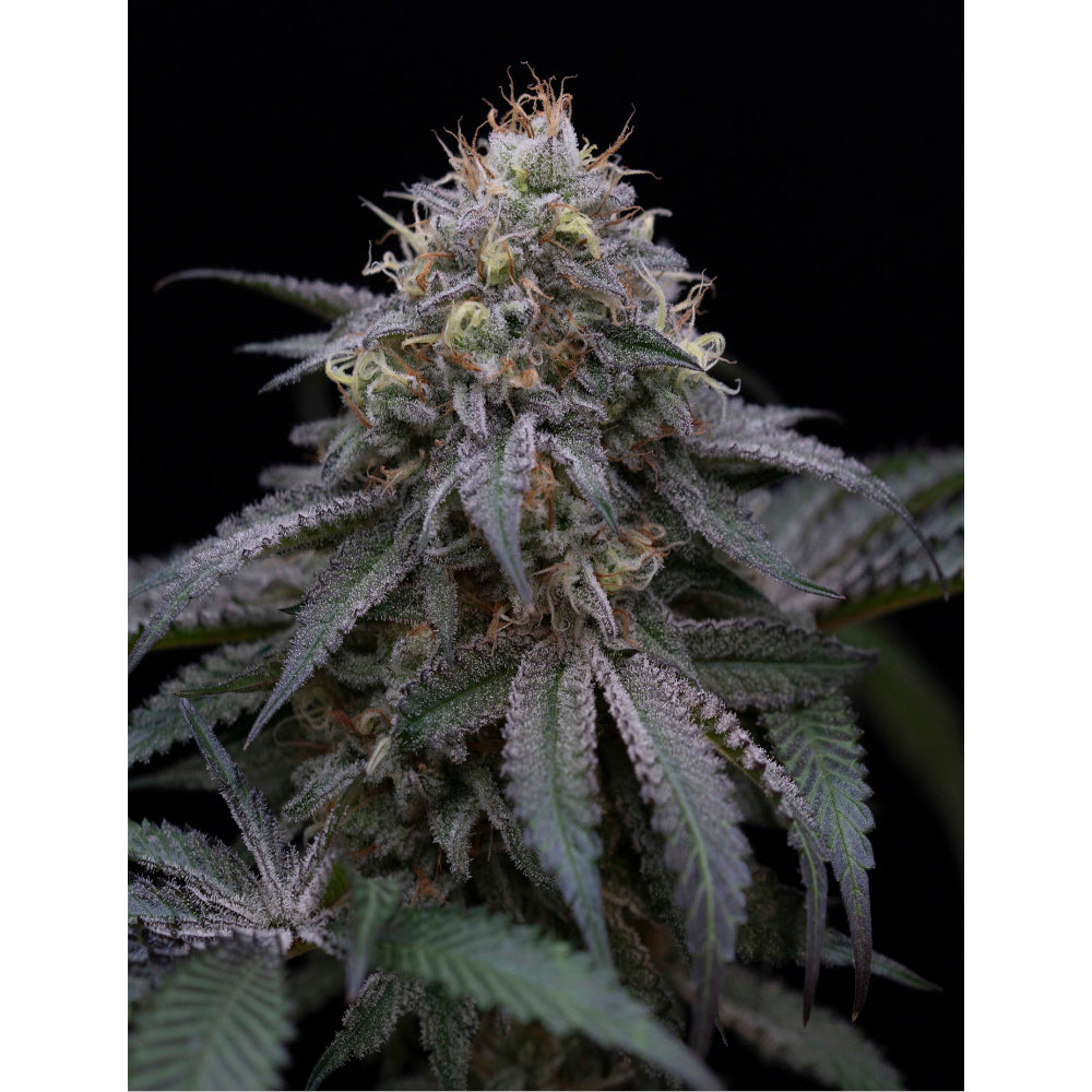Sugar Breath