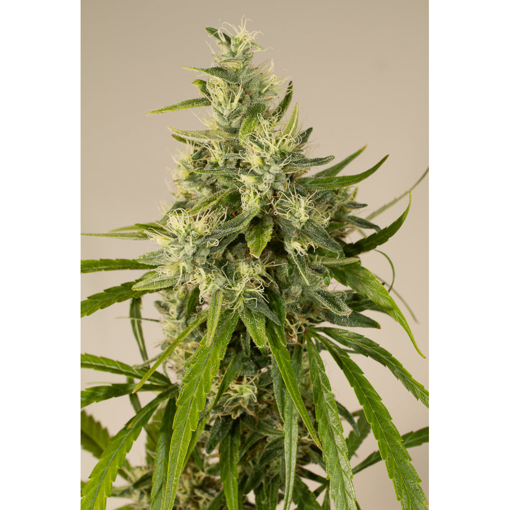 Trainwreck