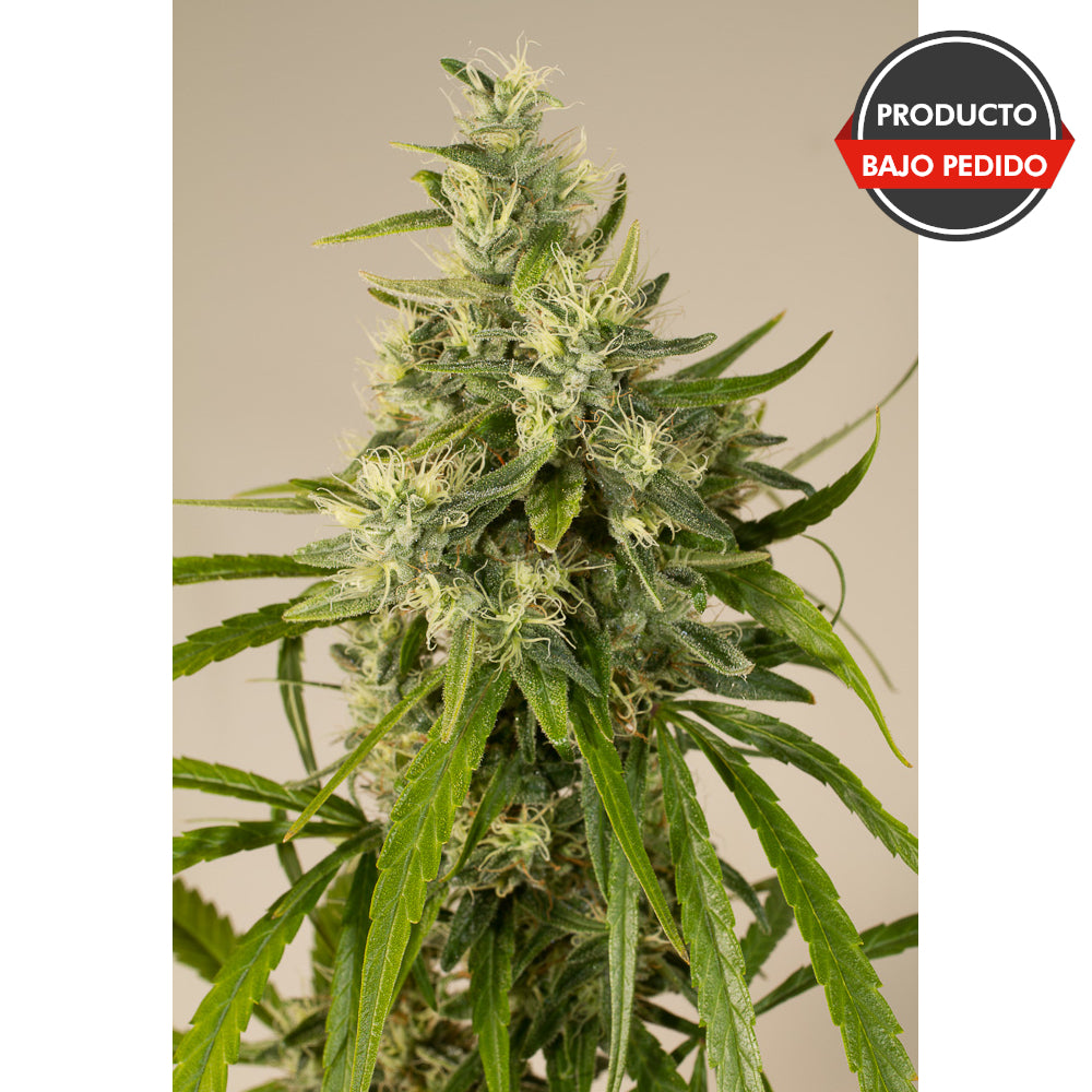 Trainwreck Regular