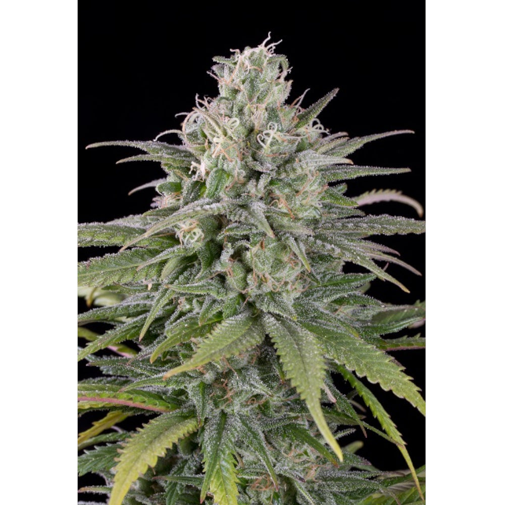 UK Cheese Auto