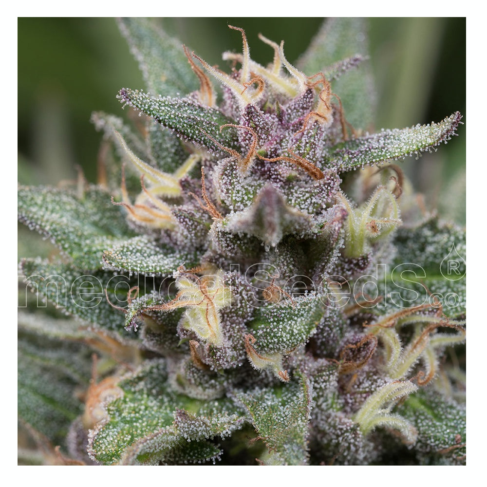 Blue Hell Auto