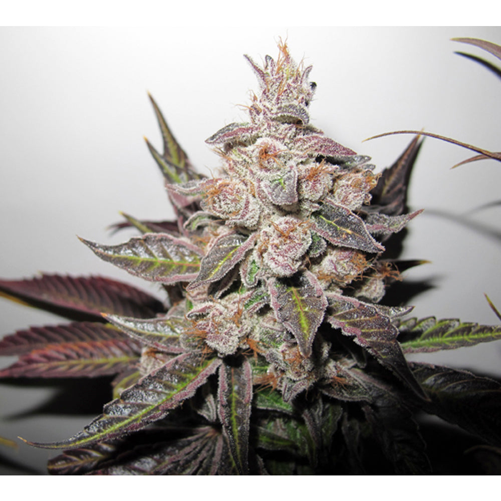 Mendocino Purple Kush