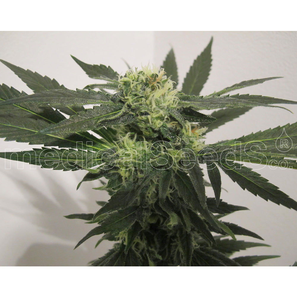 Y Griega CBD