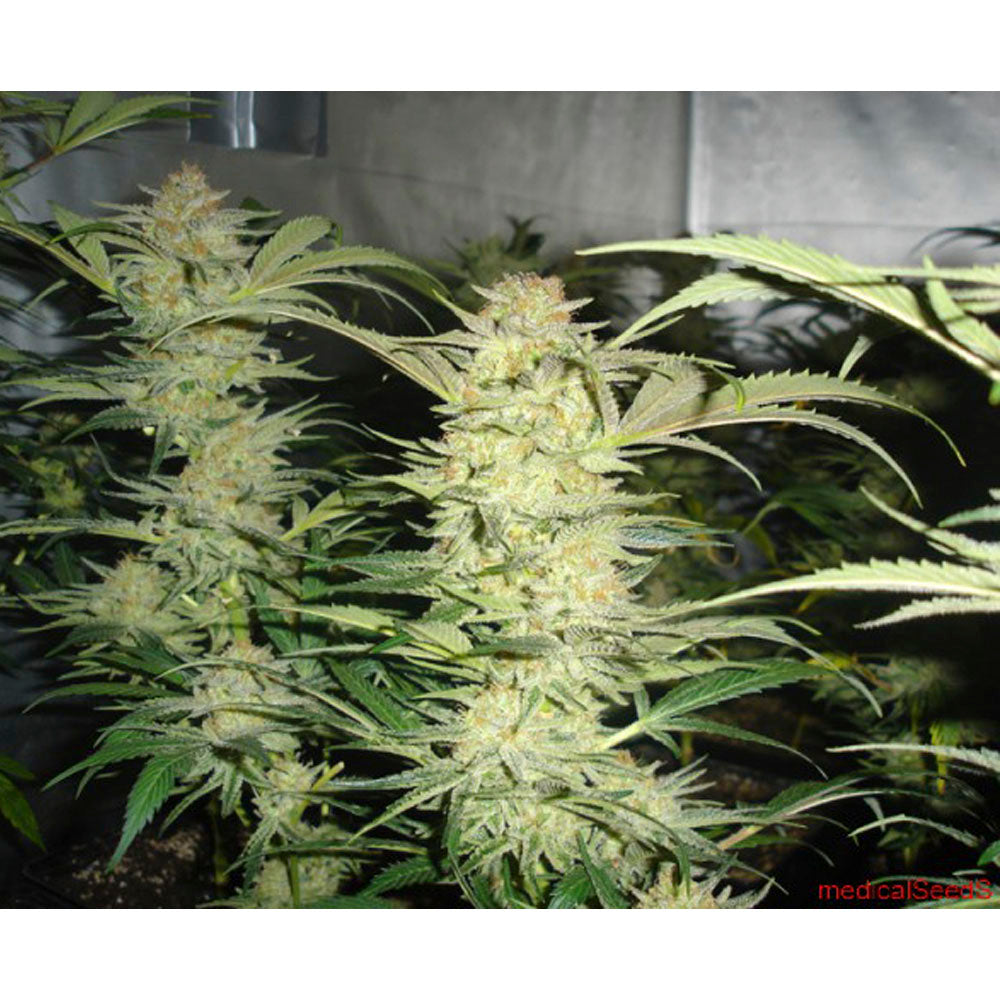 White Widow
