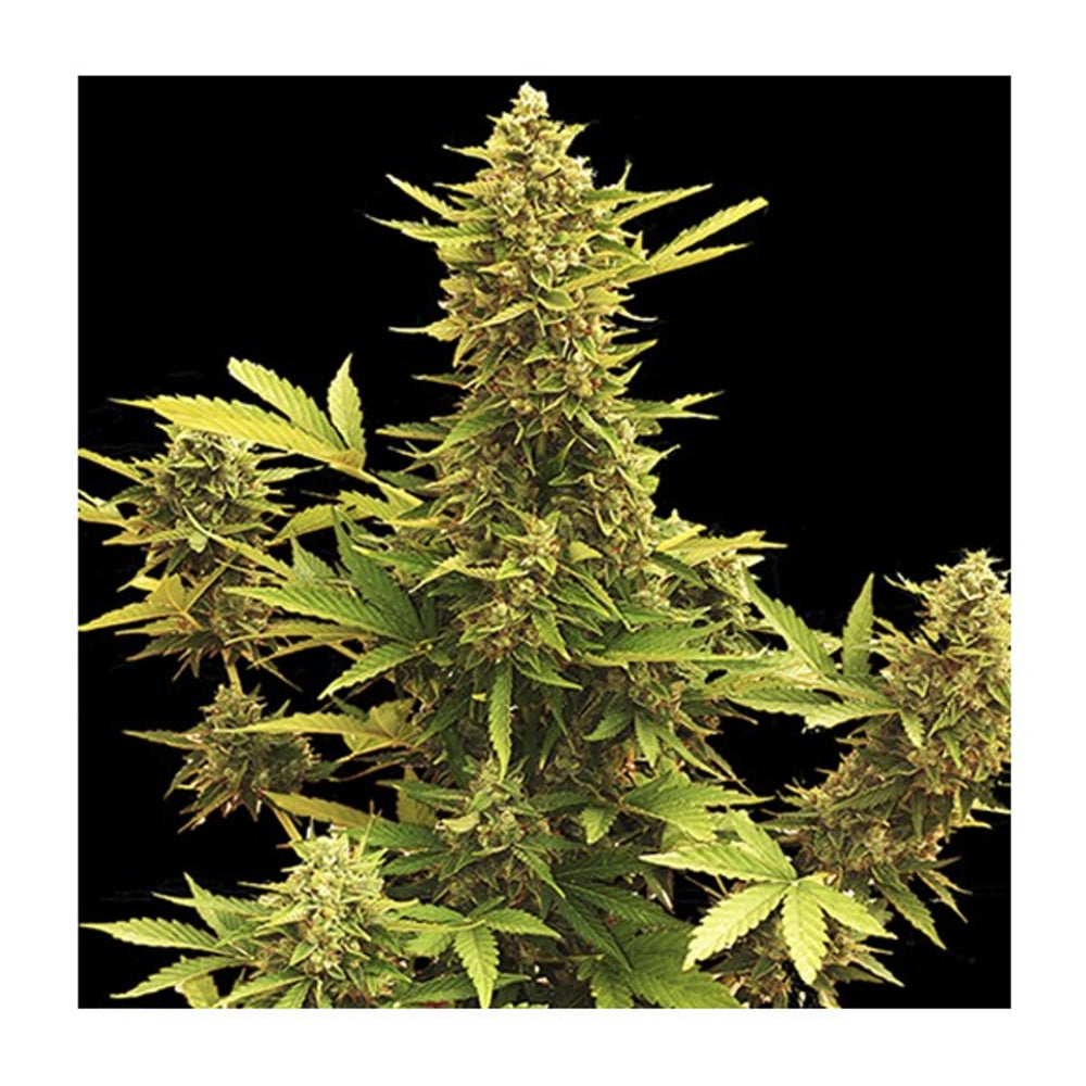 Auto Amnesia