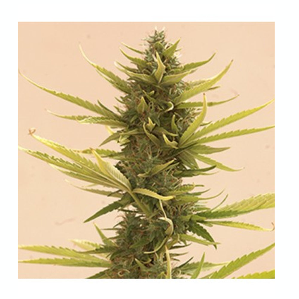 Auto Black Banana