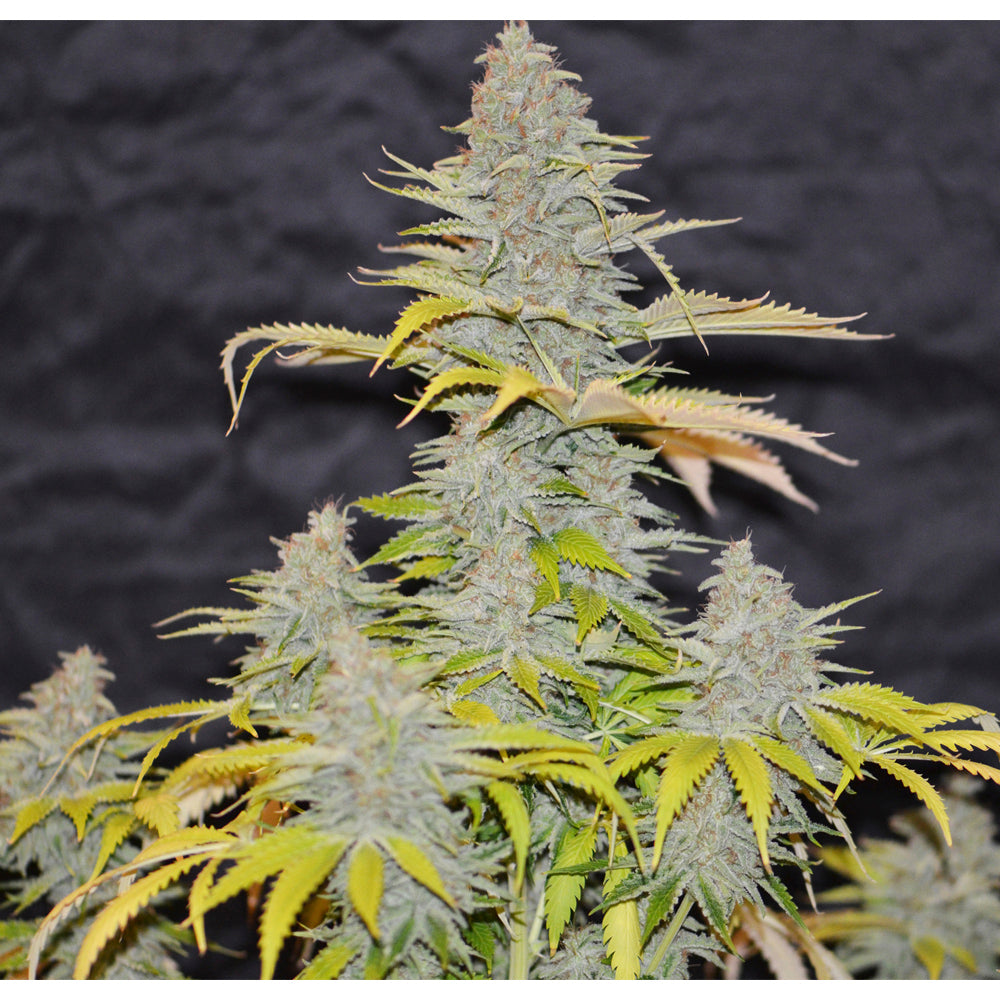 Auto Diesel Mass