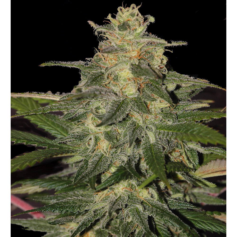 Auto Mazar Blue