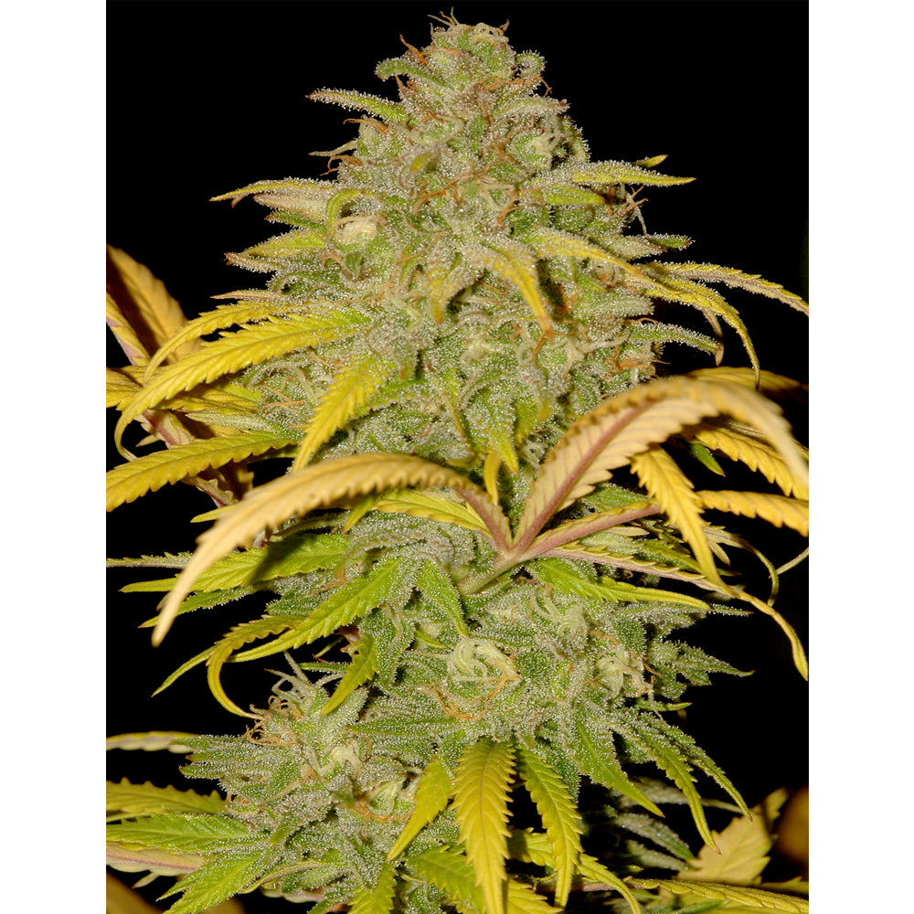 Auto Northern Cream