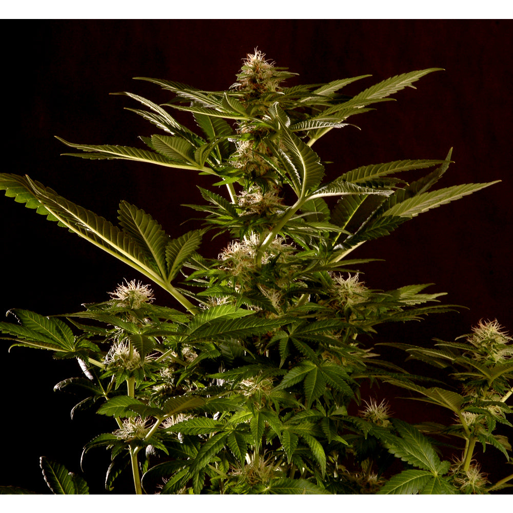 Auto Winweed CBD