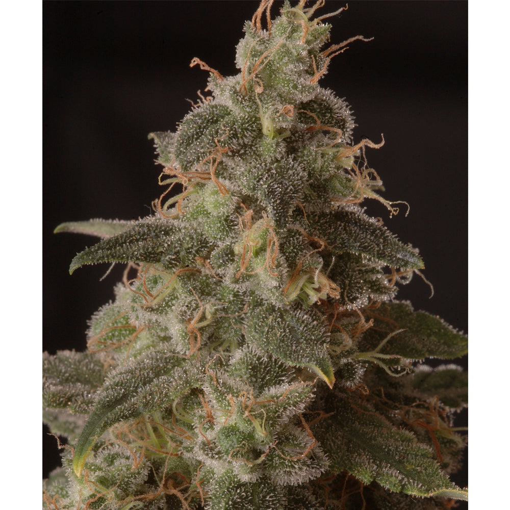 Full Moon CBD