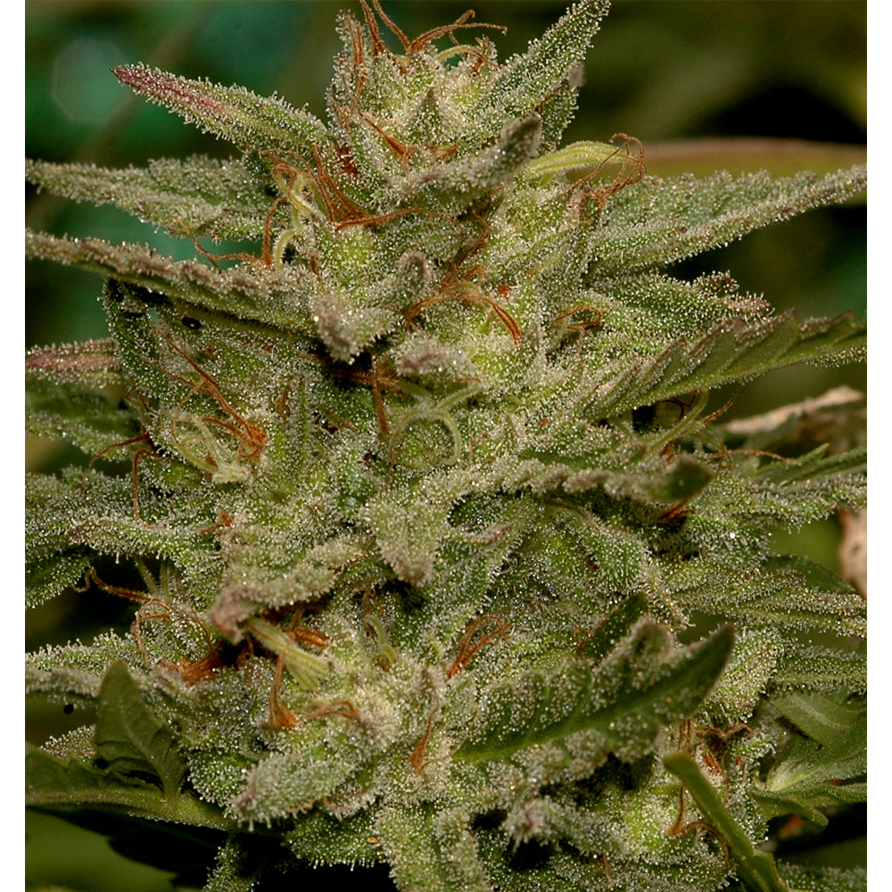 Mr.Amnesia Mass