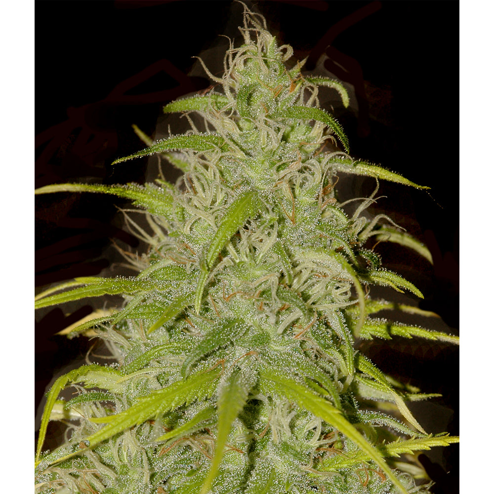 Mr.Weed Mass