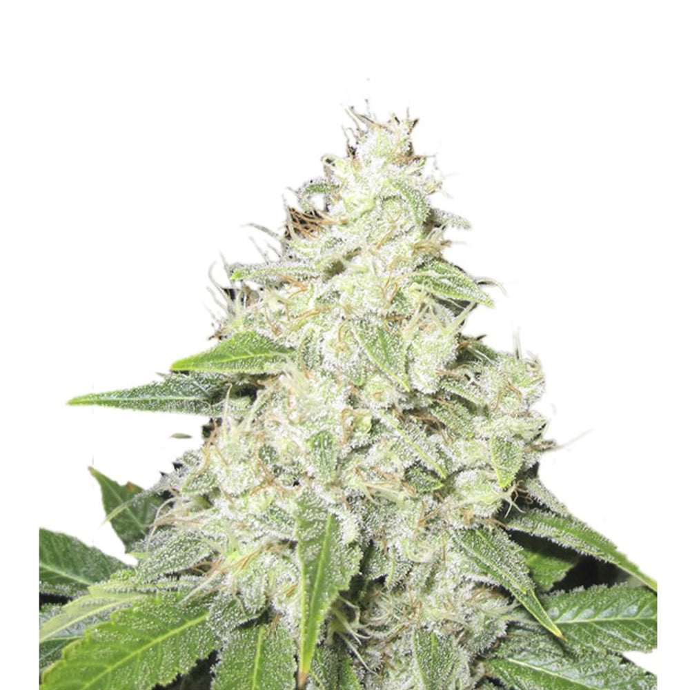 Mr.Sour-R