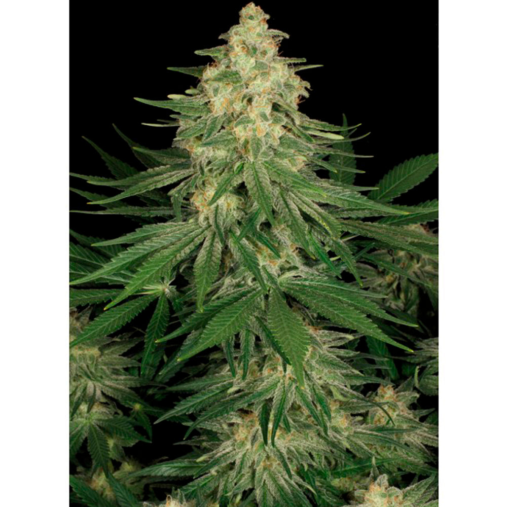 Allkush