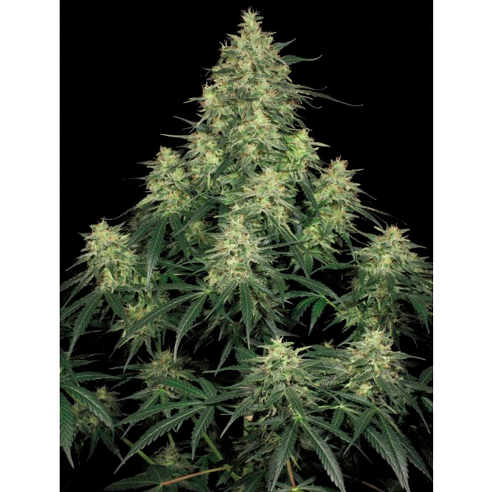 Atomical Haze