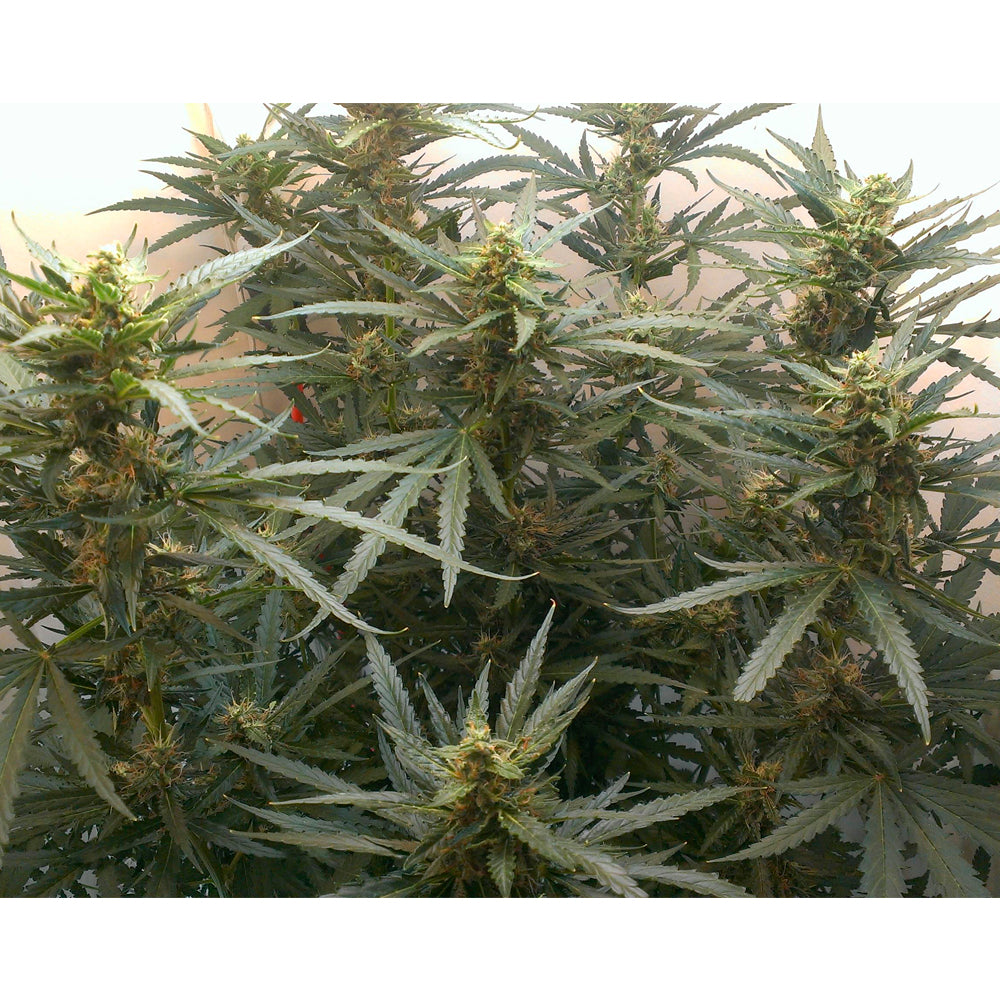 Auto Jack