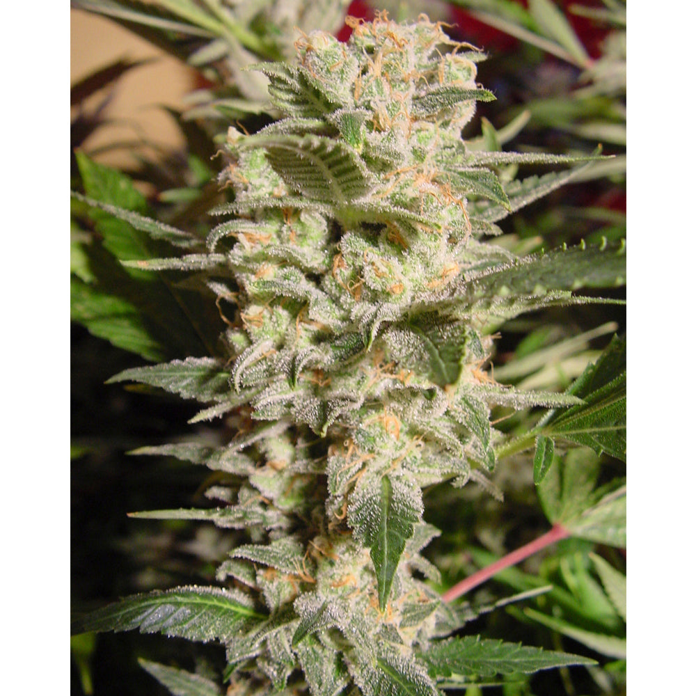Belladonna