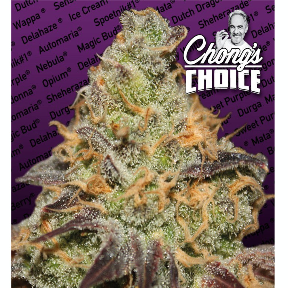 Blue Kush Berry
