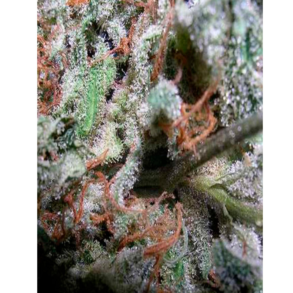 Colección Indica