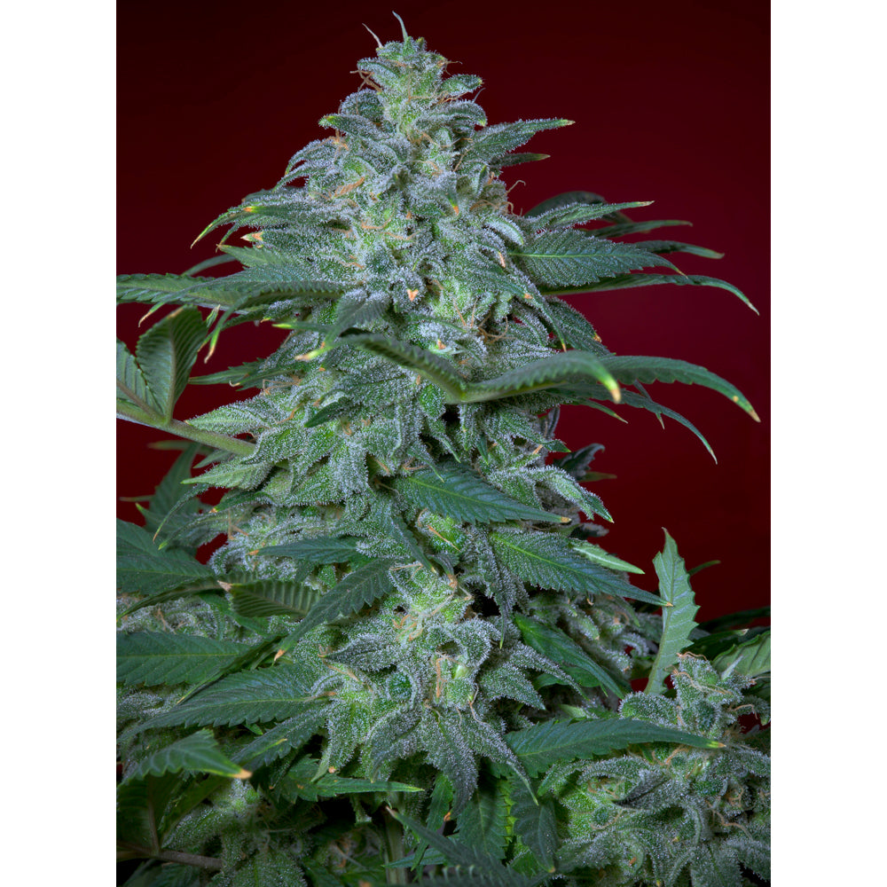 Magic Bud