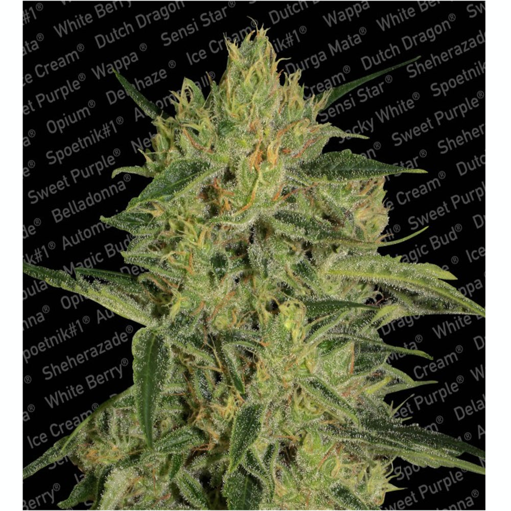 Nebula II CBD