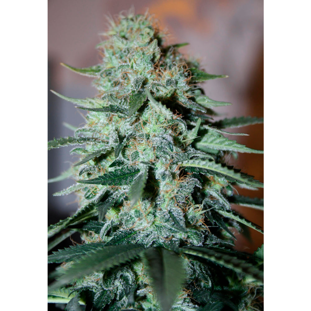 Original White Widow