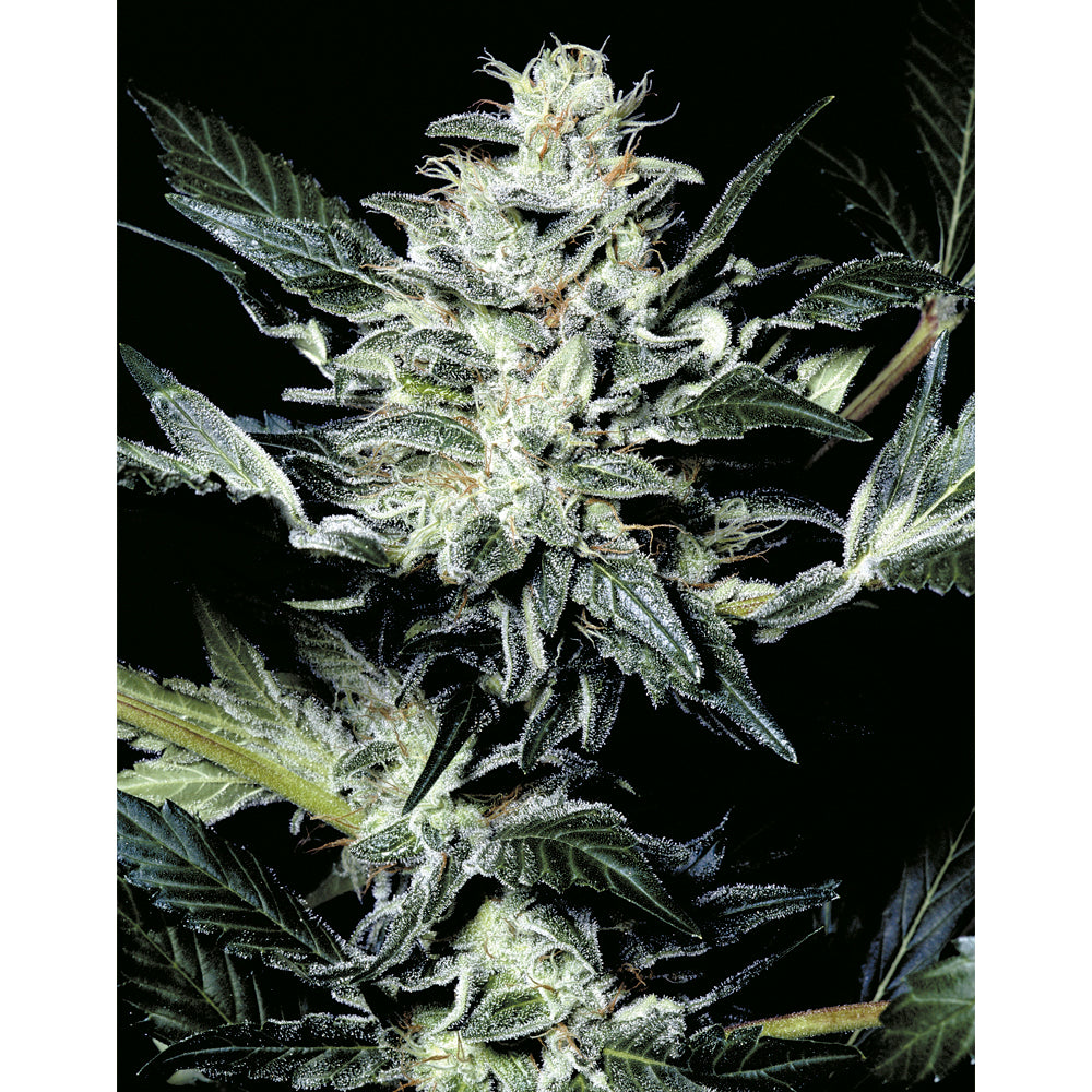 Sensi Star