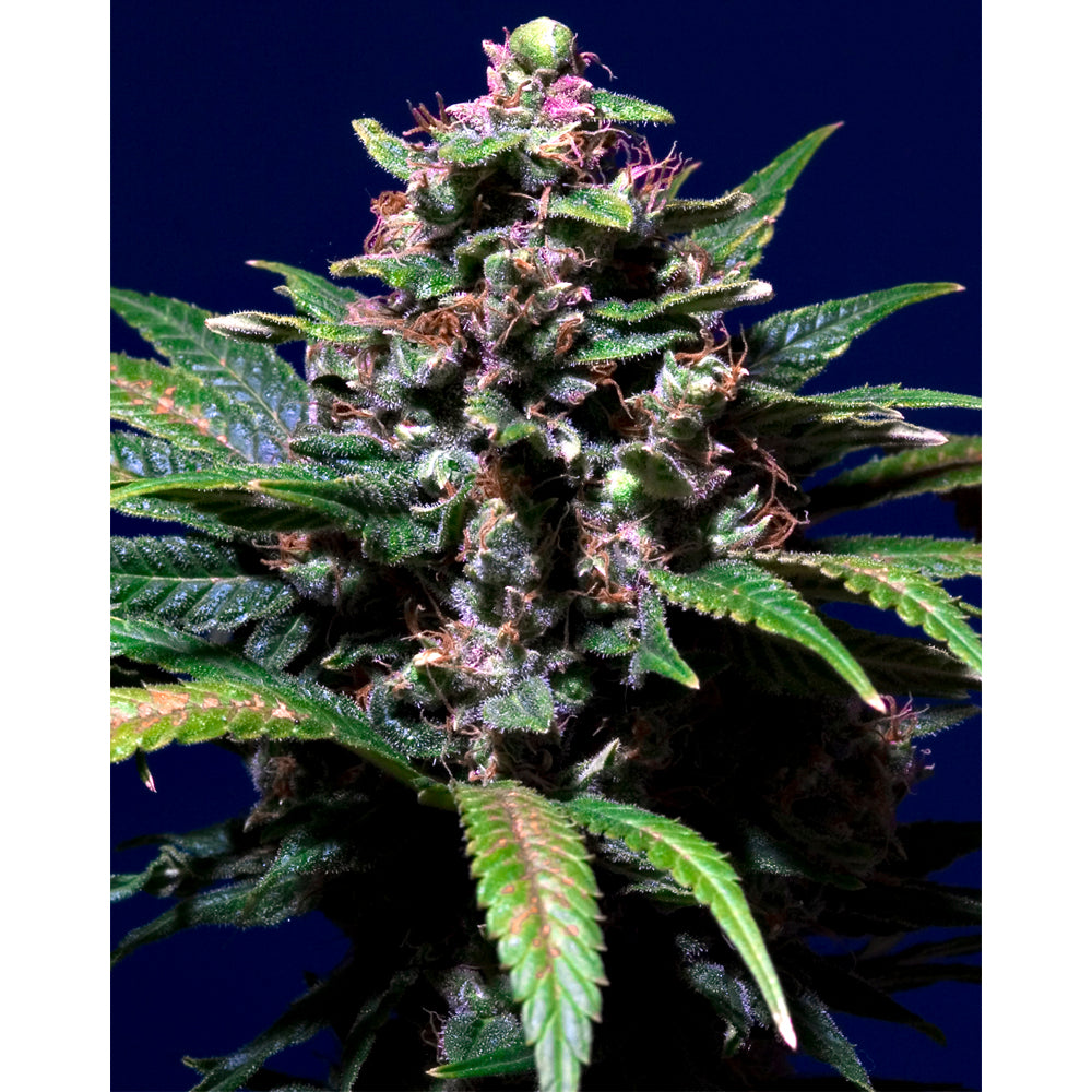 Sweet Purple